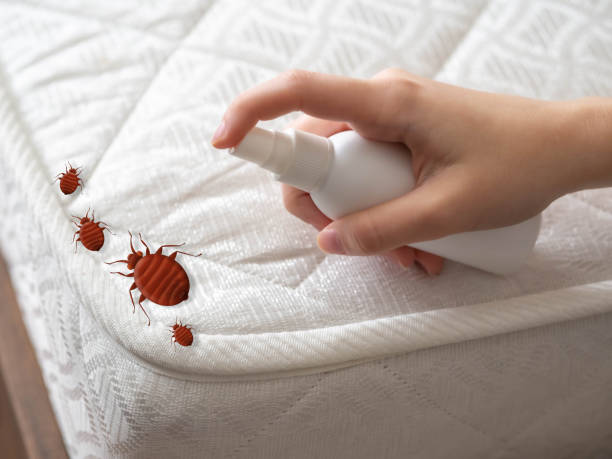 Wasp Removal Services in Cologne, MN