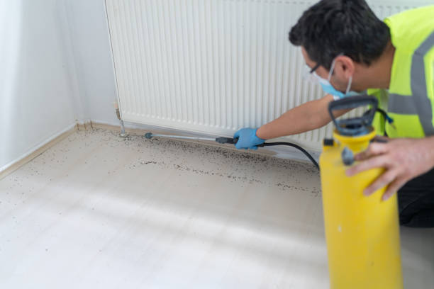 Best Termite Control Services  in Cologne, MN
